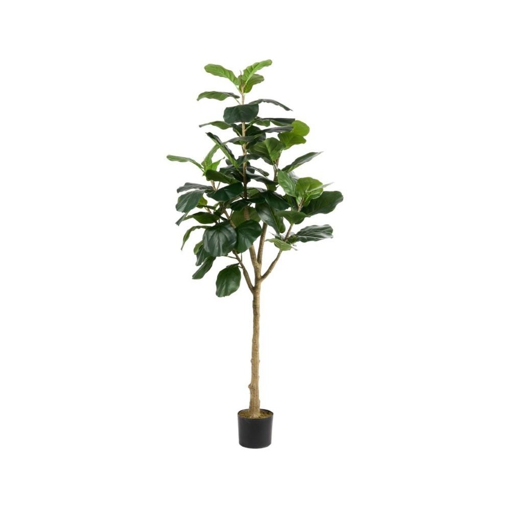 PIANTA FICUS LYRATA H180
